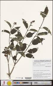 Image result for Dissotis hensii