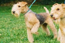 Image result for lakeland teriér