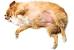 Black Fat Chihuahua