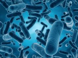 The infection most commonly affects people who have recently been treated with antibiotics. Clostridium Difficile Latest News Breaking Stories And Comment The Independent