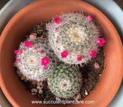 Have you ever been interested in learning how to grow cactus? How To Get Succulents And Cacti To Bloom Succulent Plant Care