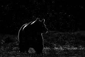 Comment what types of wallpapers you want to see next.timestamps:0. Bear Night Space Stars Wallpaper 1800x1212 766520 Wallpaperup