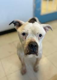 UPDATE: Previous owner charged after dog found malnourished, tied to pole  at park in Roanoke