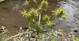 Image result for Cyperus