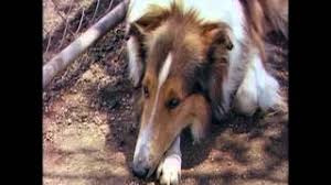 Shawn and gus return to santa barbara, california to help their old police chief, but find themselves unwelcome in their old stomping ground as they secretly untangle a case that involves the supernatural. Lassie Come Home Original Theatrical Trailer Youtube