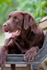 These playful loving and loyal labrador mix puppies are a cross between a labrador retriever and another dog breed. Chocolate Labrador Golden Retriever Labrador Labrador Retriever Puppies Labrador Retriever