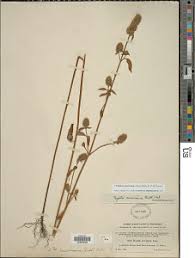 Image result for Cantinoa americana