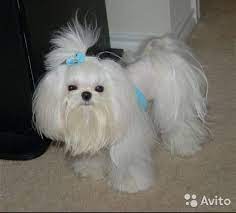 bolonka devochka laskusha fotografiya 1 maltese dogs maltese haircut maltese puppy