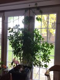 Check spelling or type a new query. Houseplant Care How To Indoor Plant Care Pruning Your Umbrella Plant Schefflera Arboricola