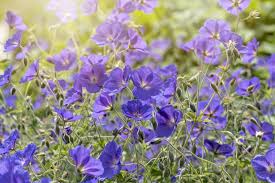 Joli jardin jardin maison terrasse jardin fleur jardin jardin romantique jardin extraordinaire conception de jardin planter des fleurs aménagement paysager. Jardin 12 Fleurs A Planter En Janvier