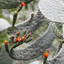 Image result for Flabellariopsis acuminata