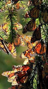 Monarch Butterfly Beautiful Butterflies Monarch Butterfly Beautiful Bugs