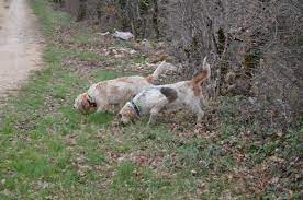 Un objet de world of warcraft classic. Chien De Pied Sur Voie Artificielle Du Sanglier Lot Flaugnac Le Petit Journal