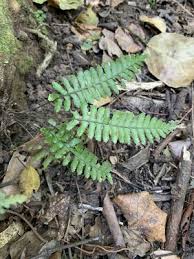 Image result for Asplenium inaequilaterale