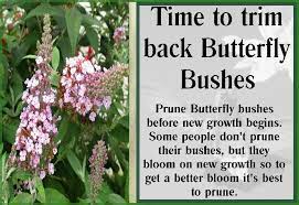 Mays Greenhouse The Best Time To Trim Butterfly Bushes Buddleia Is Early Spring Before New Growth Begins Some Years Depending On The Winter New Growth Can Start At Earlier Or Later
