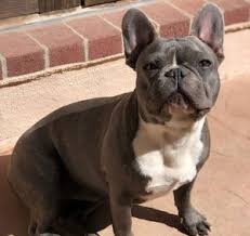 (read our interview with our french bulldog breeder ali here.) i would advise against finding a breeder online or a anyone know anything about luck french bulldogs in lubbock texas. 9 Best French Bulldog Breeders In Texas 2021 We Love Doodles