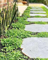 Image result for Dichondra