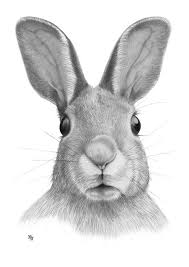 Bleistiftzeichnung Hase Kopf 1 Din A4 Von Josef Hinterseer Hase Zeichnen Bleistiftzeichnung Zeichnung