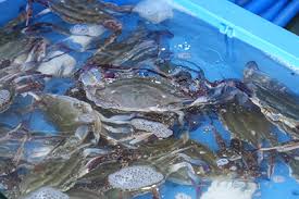 서천 홍원항 자연산 전어 꽃게 축제 사진 3