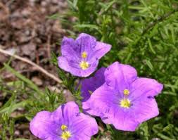 Image result for Nierembergia hippomanica