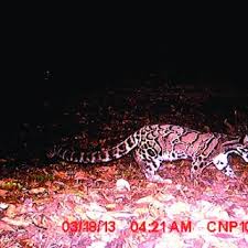 Harimau dahan atau harimau akar (bahasa inggeris:clouded leopard), nama saintifiknya neofelis nebulosa, adalah sejenis kucing besar dijumpai dari kaki bukit himalaya melalui tanah besar asia tenggara hingga ke china, dan diklasifikasikan sebagai terancam pada 2008 oleh iucn. Pdf Clouded Leopard Co Exist With Other Five Felids In Chitwan National Park Nepal