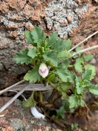 Image result for Stemodiopsis buchananii