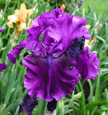 Tb Iris Germanica Purple Serenade Schreiner 2005 Height 37 Blooms Mid Spring Showy Flowers Purple Iris Flowers