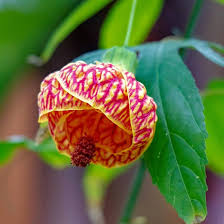 Image result for Abutilon grantii