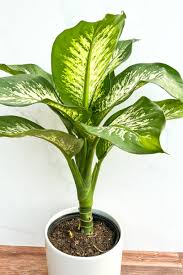 Image result for beautiful dieffenbachia