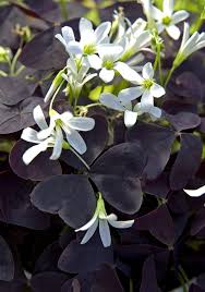 Image result for Oxalis anthelmintica