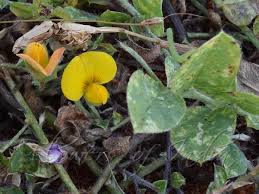Image result for Crotalaria parvula