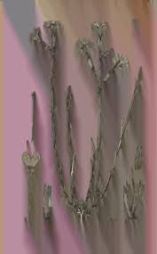 Image result for Physostigma mesoponticum