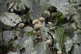 Image result for Lecanthus peduncularis