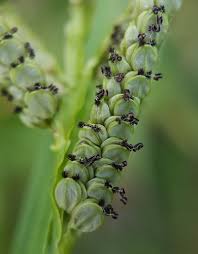 Image result for Schoenoplectus muriculatus