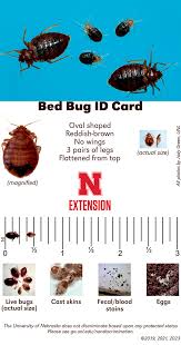 Image result for bed bugs eggs