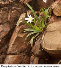 Image result for Xerophyta schlechteri
