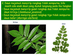 Pada dasarnya sketsa digunakan sebagai berikut ini penjelasan lengkap seputar gambar sketsa. Daun Majemuk Ppt Download