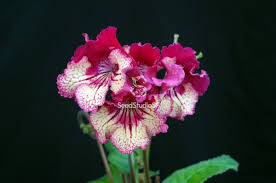 Image result for Streptocarpus kamerunensis