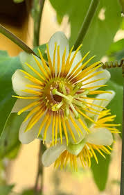 Image result for Indigofera ischnoclada