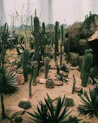 The Chronicle Plants Desert Plants Cactus Plants