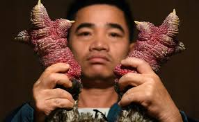 Vietnam: les pattes de "poulet dragon", un mets très apprécié pour le  nouvel an lunaire