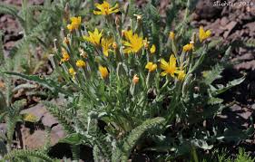 Image result for Crepis