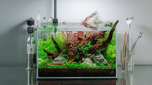 Image result for Blyxa aubertii