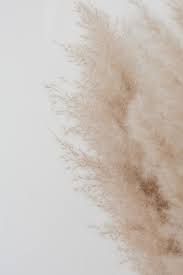 5 out of 5 stars. 33 Beige Background On Wallpapersafari
