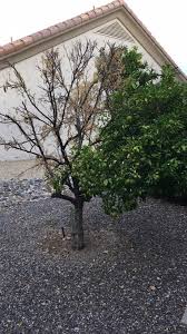 Do you think this was a lightning strike? This Half Dead Half Alive Tree 9gag