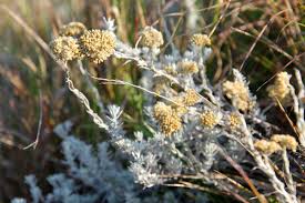 Image result for Helichrysum aureo-nitens