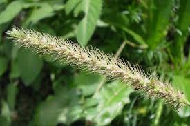 Image result for Setaria pumila