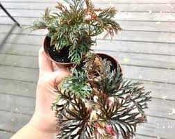 Image result for Selaginella dregei
