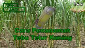 Pengolahan lahan tanam inilah yang menjadikan tanaman kacang tanah milik ibu fitri tumbuh subur. Cara Penanaman Tebu Telur Youtube