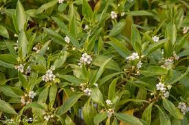 Image result for Myoporum laetum